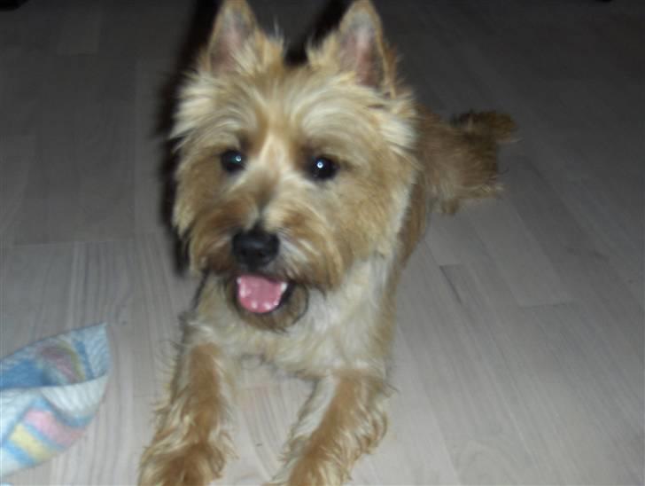 Cairn terrier Luigi billede 16
