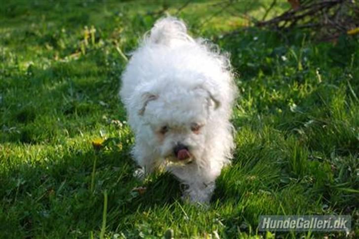 Bichon à poil frisé Bonnie <3 † DØD † R.I.P - R.I.P Bonnie <3 :( .. Du var den bedste hund ever billede 1