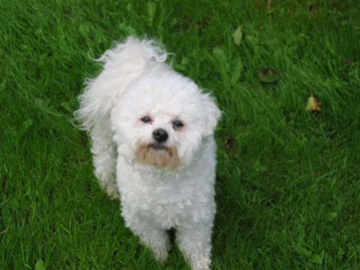 Bichon à poil frisé Bonnie <3 † DØD † R.I.P - R.I.P billede 2