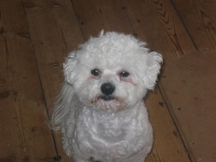 Bichon à poil frisé Bonnie <3 † DØD † R.I.P - R.I.P billede 3