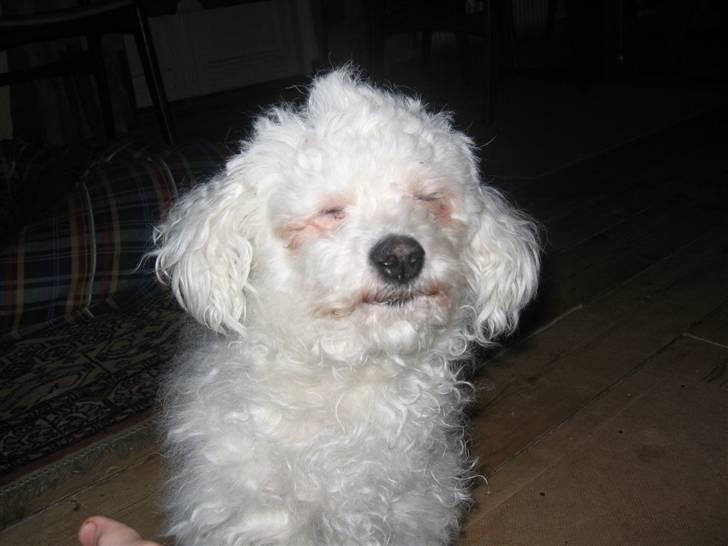 Bichon à poil frisé Bonnie <3 † DØD † R.I.P - R.I.P billede 5