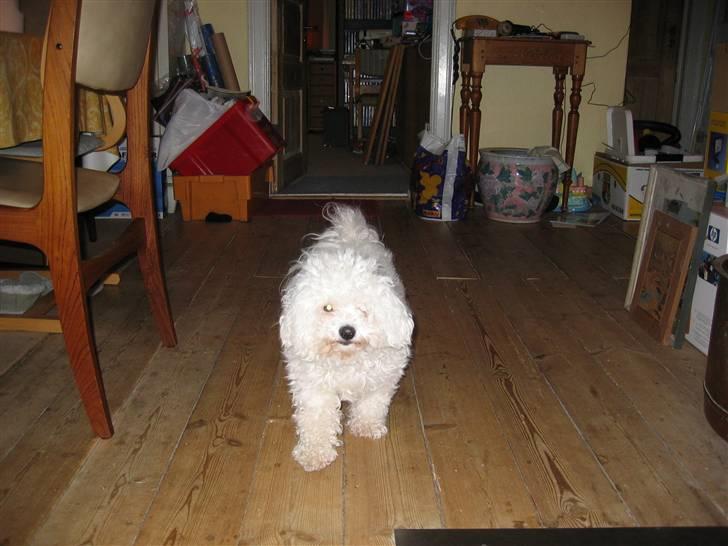 Bichon à poil frisé Bonnie <3 † DØD † R.I.P - R.I.P billede 6