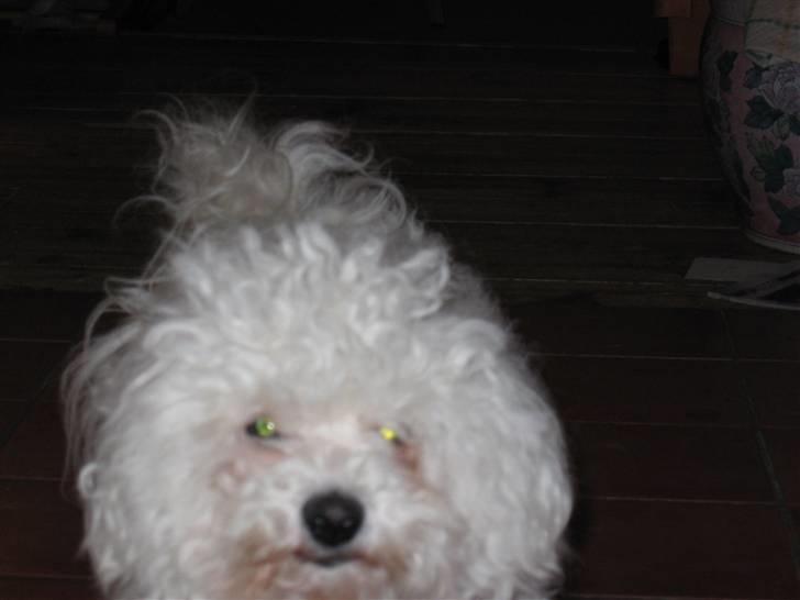 Bichon à poil frisé Bonnie <3 † DØD † R.I.P - R.I.P billede 7