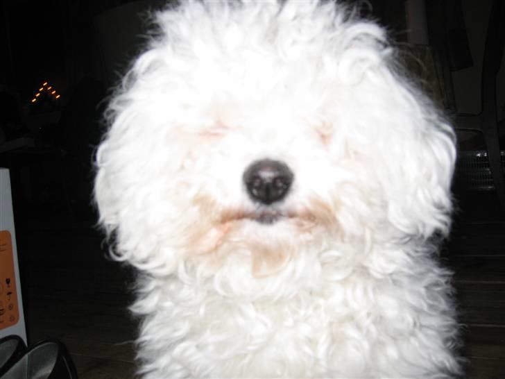 Bichon à poil frisé Bonnie <3 † DØD † R.I.P - R.I.P billede 8