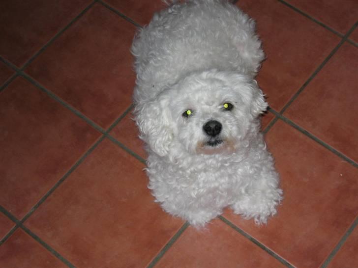Bichon à poil frisé Bonnie <3 † DØD † R.I.P - R.I.P billede 9