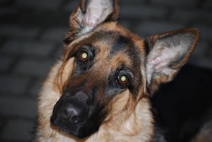 Schæferhund Freja <3 - Velkommen til Freja´s profil (; <3 billede 1