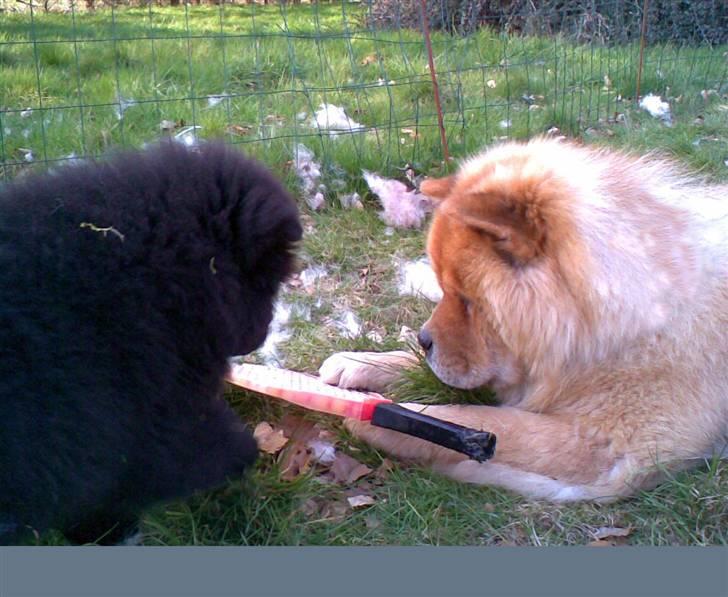 Chow chow Rico ~ Oskar of Flensborg - Mig og Frida - Se den fine ketsjer... Den er god at tygge i :o) billede 19