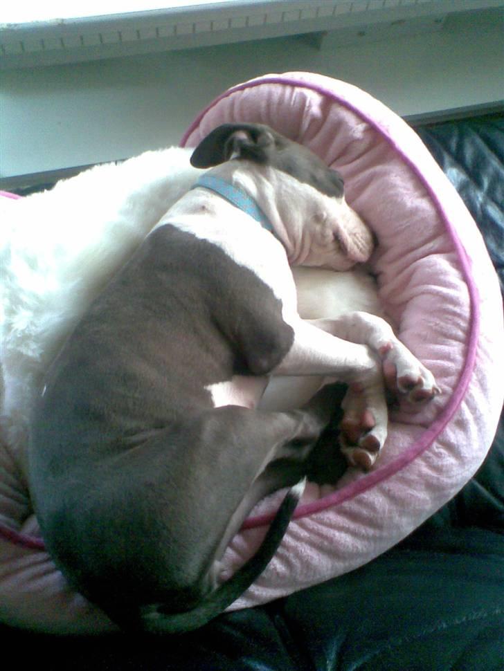 Amerikansk staffordshire terrier Akeela - Akeela har Lånt Noa´s Bette Kurv! =) billede 3