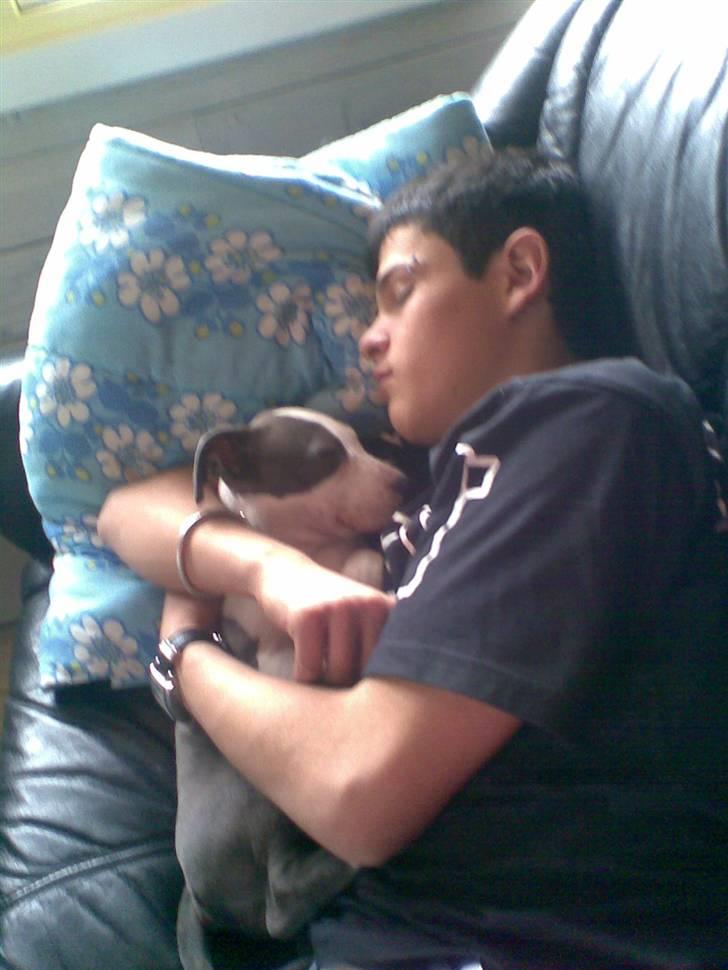 Amerikansk staffordshire terrier Akeela - Putter med Andreas.. =) billede 4