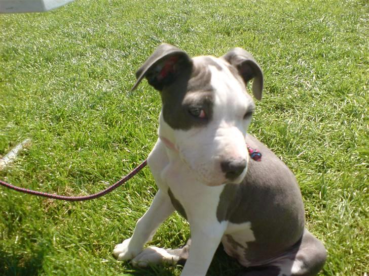 Amerikansk staffordshire terrier Akeela - I Fårup, 10 uger! =) billede 5