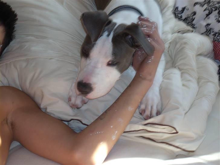 Amerikansk staffordshire terrier Akeela - Prøver at Vække Andreas.. billede 6