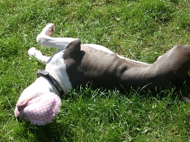 Amerikansk staffordshire terrier Akeela - Leger i Haven.. =) billede 7