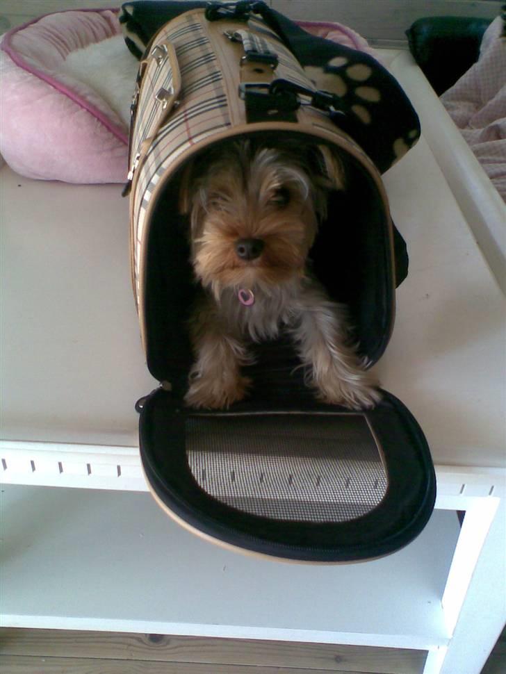 Yorkshire terrier Noa - Lille Noa i Sin Taske =) billede 6
