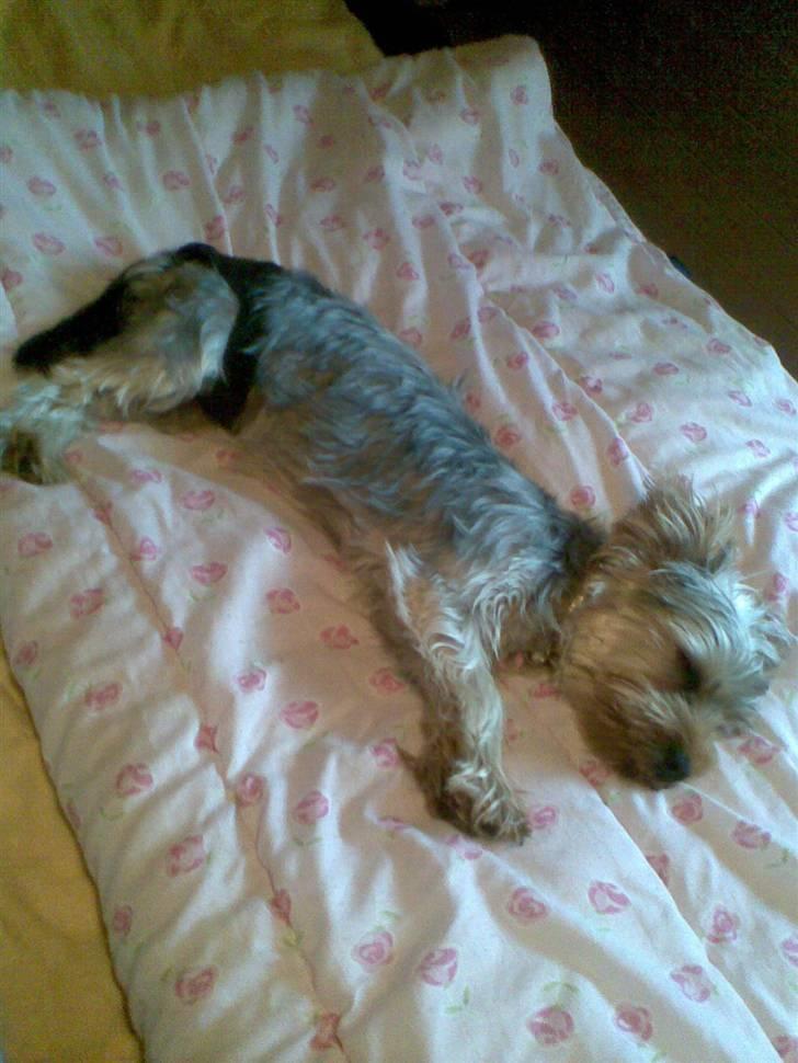 Yorkshire terrier Noa - Noa, med sine Menstrations´Bukser =) billede 7