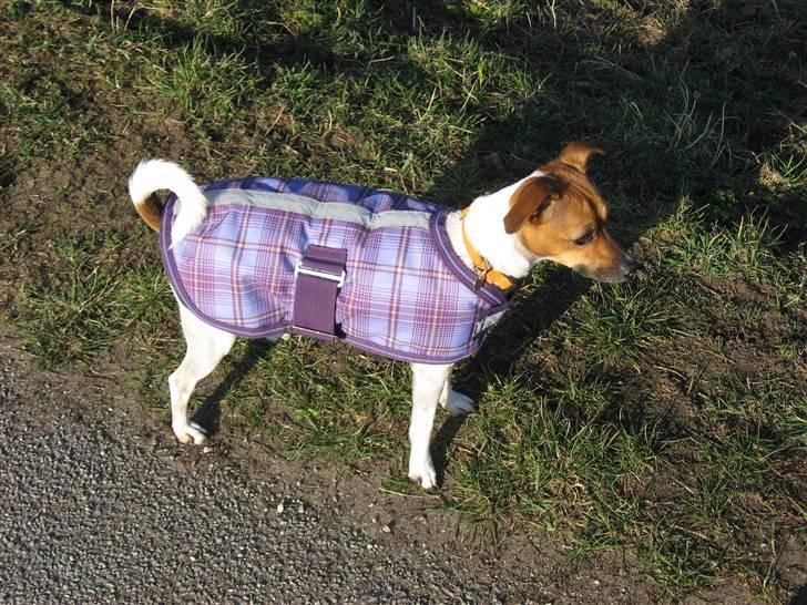 Dansk svensk gaardhund Taffi billede 8