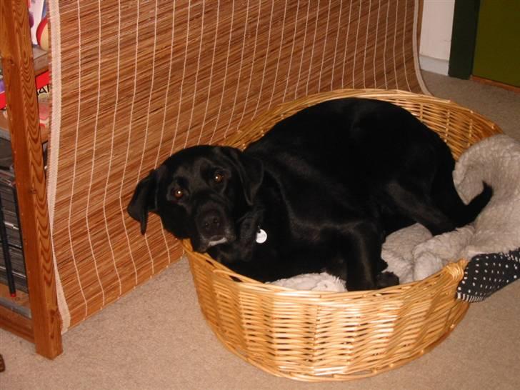 Blanding af racer Tyson billede 6