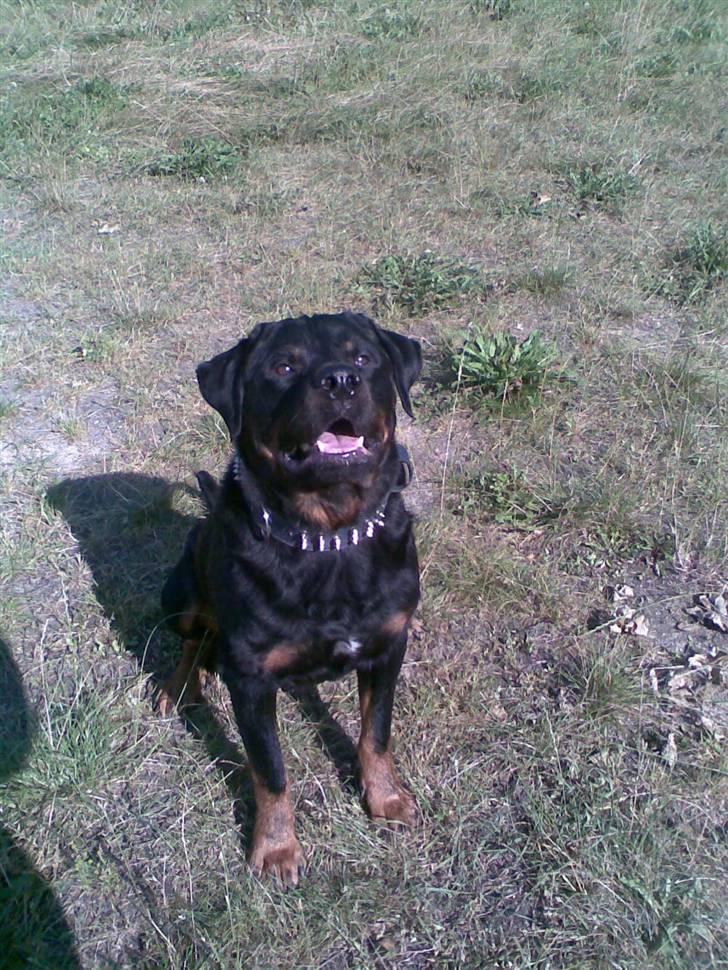Rottweiler Shakur Kongen *Rip* - *NYT* billede 5