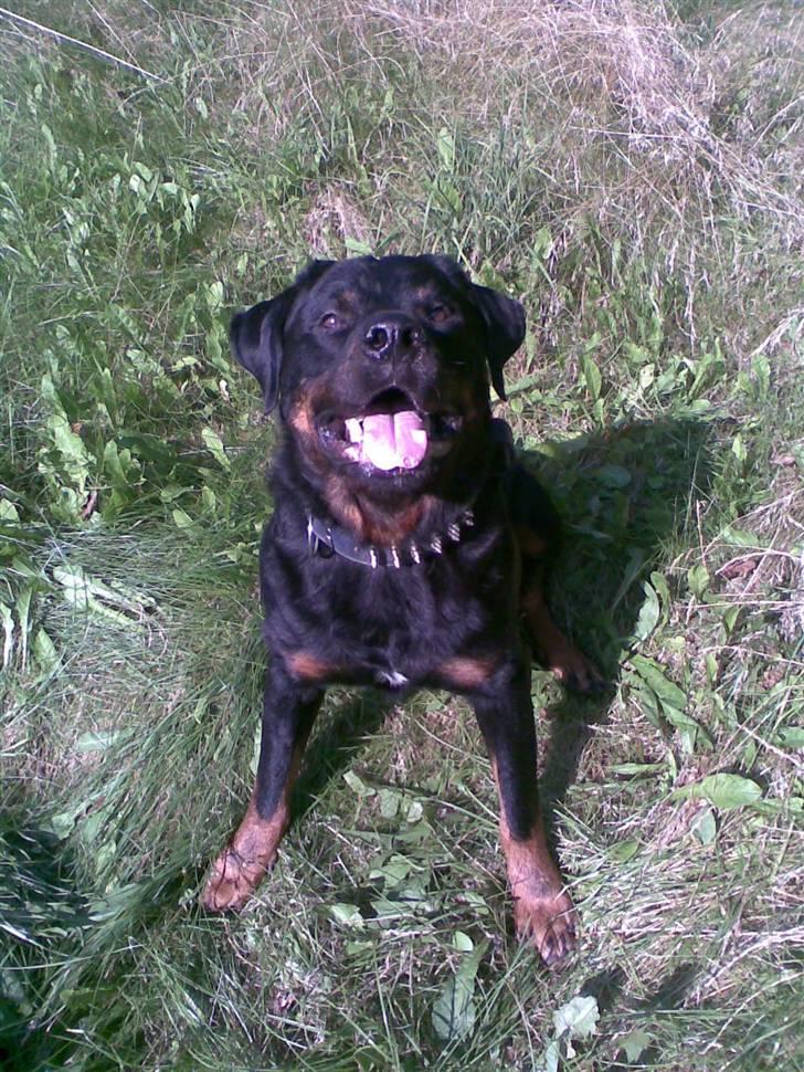 Rottweiler Shakur Kongen *Rip* - Så jeg klar til at lege moar..  billede 6