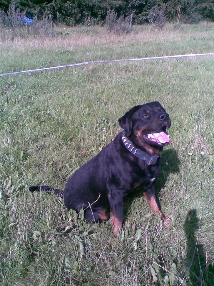 Rottweiler Shakur Kongen *Rip* - Hva laver du moar? billede 7