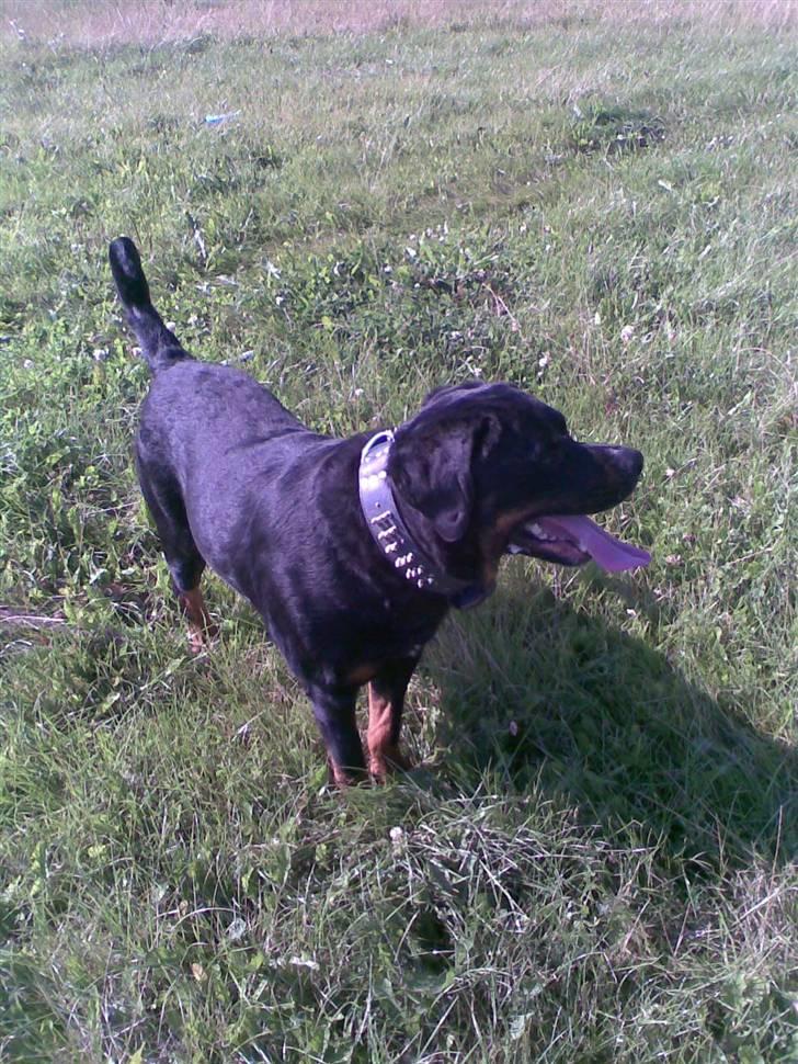 Rottweiler Shakur Kongen *Rip* - puha.. kommer far snart med det vand, for jeg har det varmt billede 8