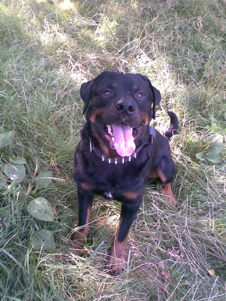 Rottweiler Shakur Kongen *Rip* - kan man andet end elske mig?? billede 9