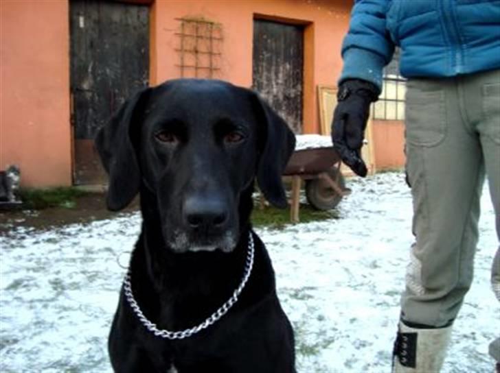 Blanding af racer Tøsen - ? billede 3