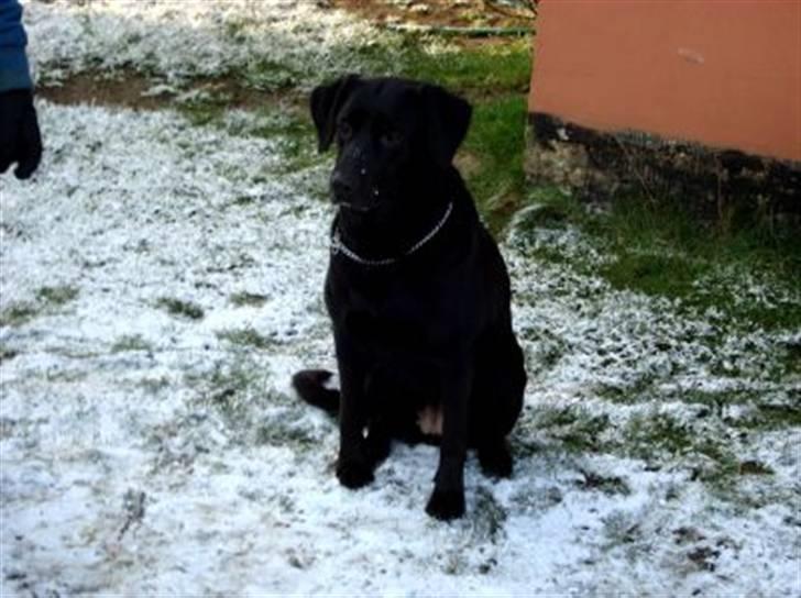 Blanding af racer Sheeba - Sheeba? <3 billede 3