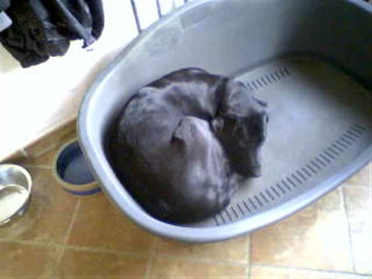 Blanding af racer Sheeba - sheeba ligger rullet sammen  billede 4