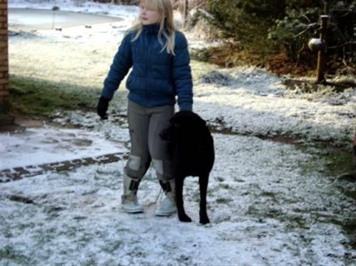 Blanding af racer Sheeba - sheeba sover på min hoved pude billede 5