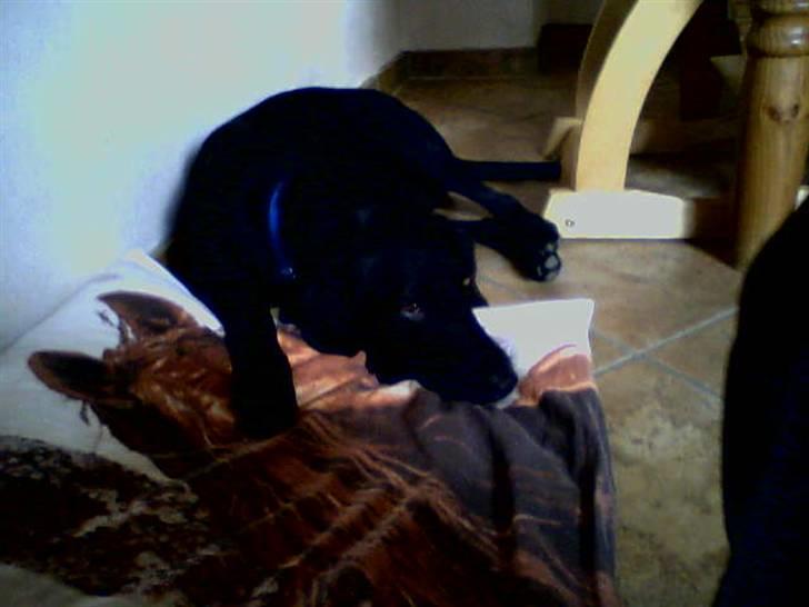 Blanding af racer Tøsen - Tøsen sover på min søsters pude billede 4