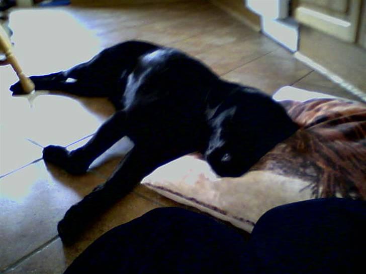 Blanding af racer Sheeba - sheeba sover på min pude igen billede 6