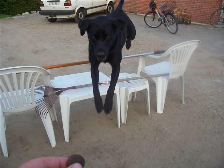 Labrador retriever Batmore-Zulu - Zulu springer 70 cm han har engang sprunget en okse på 120:) dygtigt dyr  billede 2