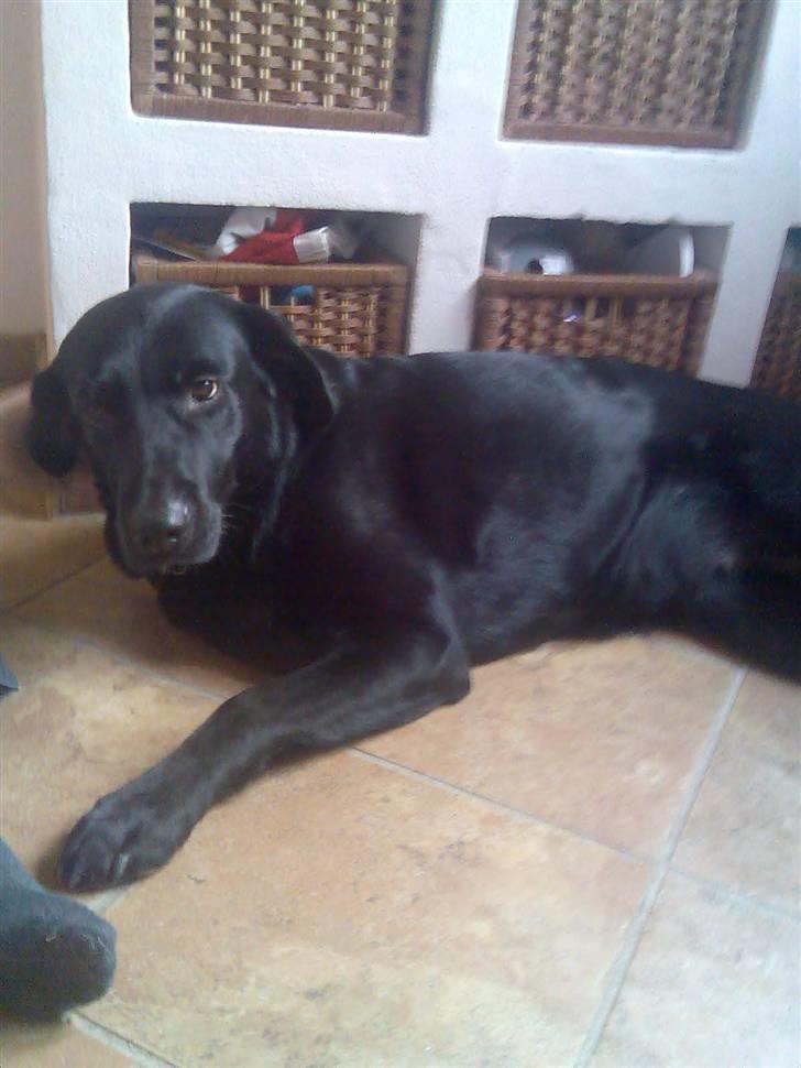 Blanding af racer Sheeba - sheeba ligger og er smuk billede 7