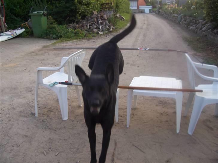 Labrador retriever Batmore-Zulu - lidt sent jeg tog billedet men squ bare lige med! billede 3