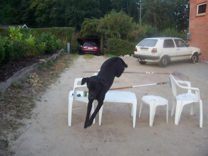 Labrador retriever Batmore-Zulu - min elskede springer!kan springe 100 gange højre okay overdrevet men er rigtig god! taget lidt sent! billede 4