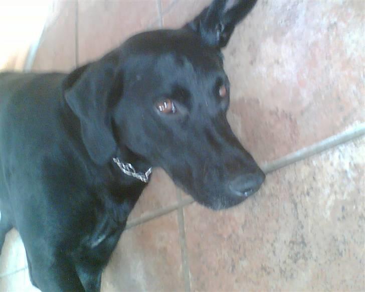 Blanding af racer Tøsen - Dovne tøsen billede 5