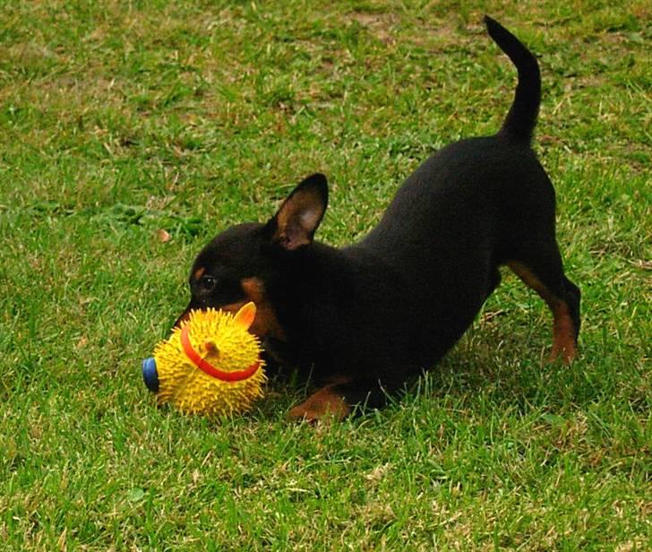 Dvaergpinscher Maxi - Det var bare super mor og far fik lavet hegn i haven så jeg rigtig kan lege med pivert :D billede 4