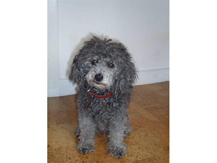 {{currentPhoto.altText}} billede {{currentPhoto.number}}