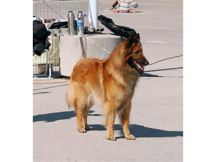 {{currentPhoto.altText}} billede {{currentPhoto.number}}