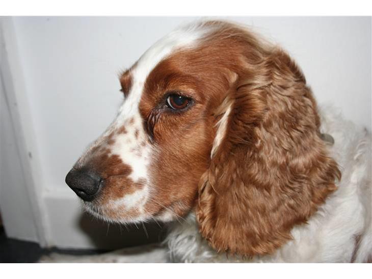 Welsh springer spaniel Debbie <33 - 1. Min Smukke hund  billede 1