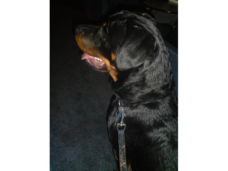 {{currentPhoto.altText}} billede {{currentPhoto.number}}