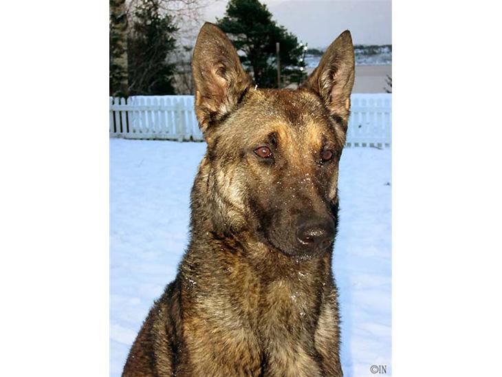 Malinois Ruby River´s Attila - attila stor i snøen bilde av hodet billede 1