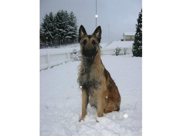 {{currentPhoto.altText}} billede {{currentPhoto.number}}