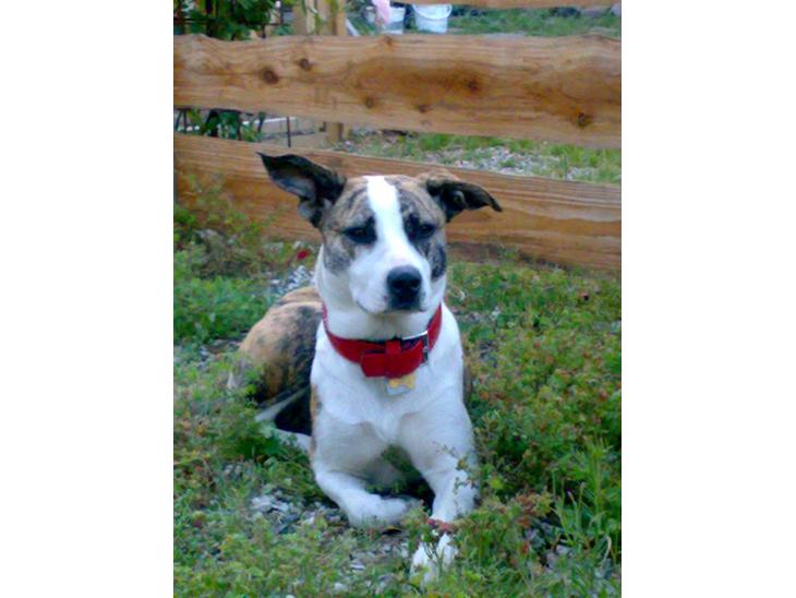 Blanding af racer amstaff/mutte Mille* - 9/7-08, 15 mdr. billede 1