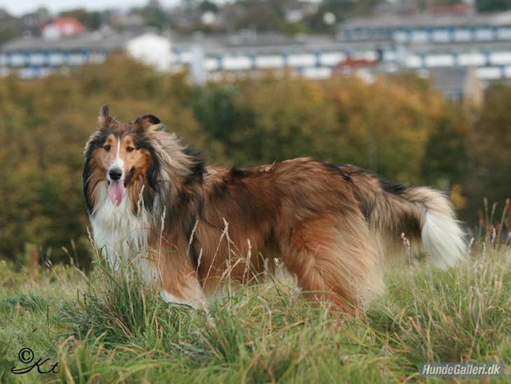 {{currentPhoto.altText}} billede {{currentPhoto.number}}