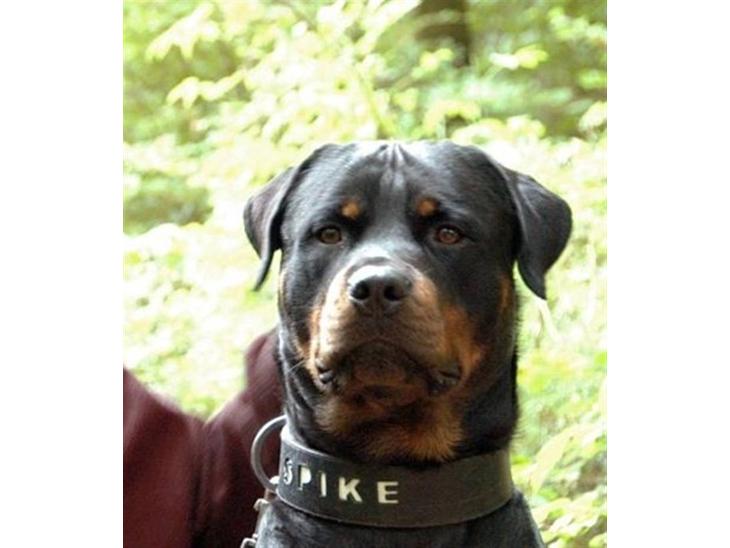 Rottweiler Spike - Her vogter jeg billede 1