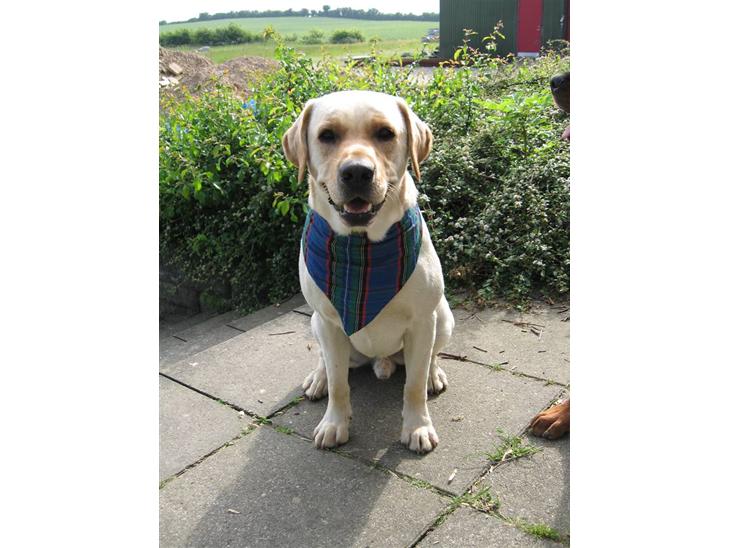 Labrador retriever Max - så er vi klædt på til fest billede 1