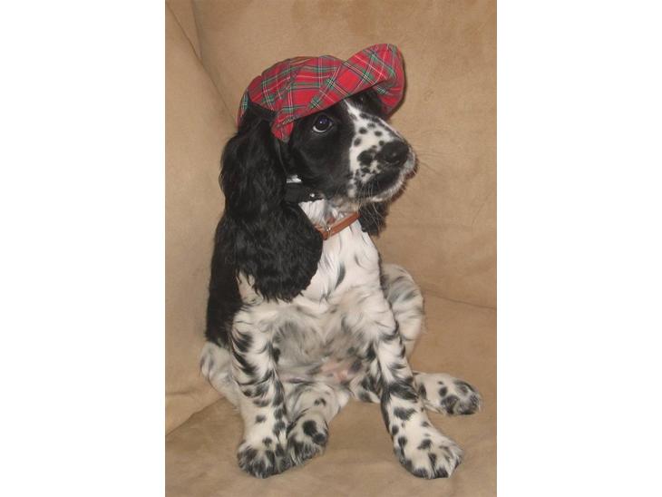 Cocker spaniel Sascha - Sascha 12 uger billede 1