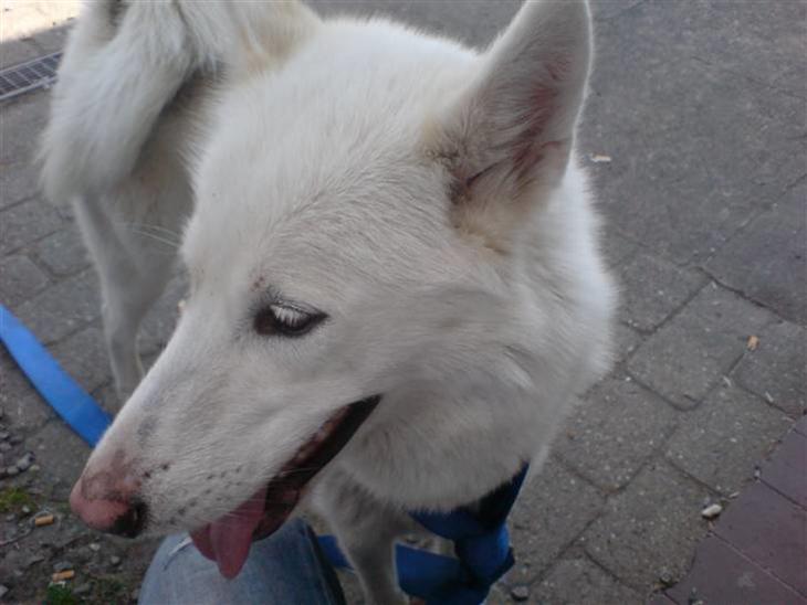 Siberian husky Nala  billede 1