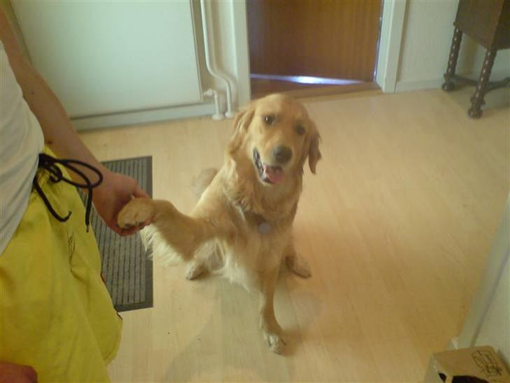 Golden retriever Dino billede 1